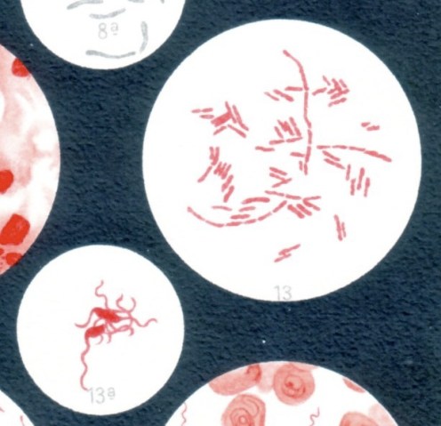 Typhoid bacilli, upper right, and in close-up, lower left. Leipzig: Bibliographisches Institut, 1902-08